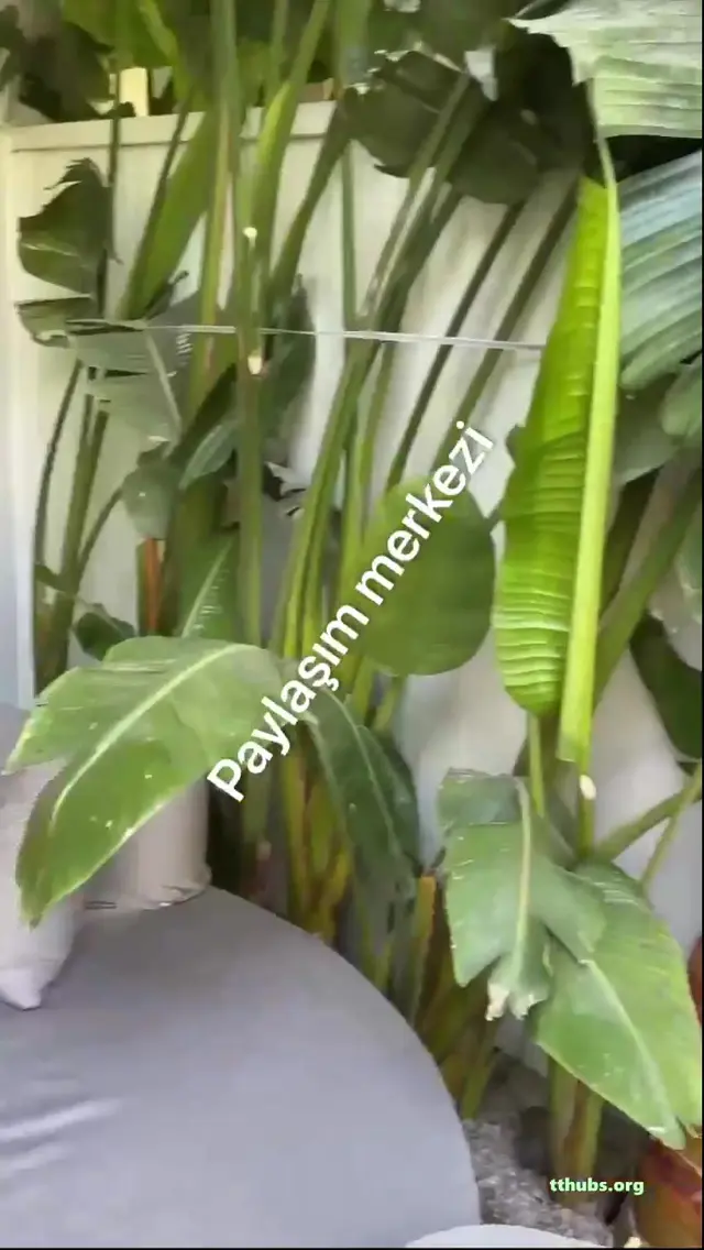 Barbi Aysu Yeni — Barbie Aysu