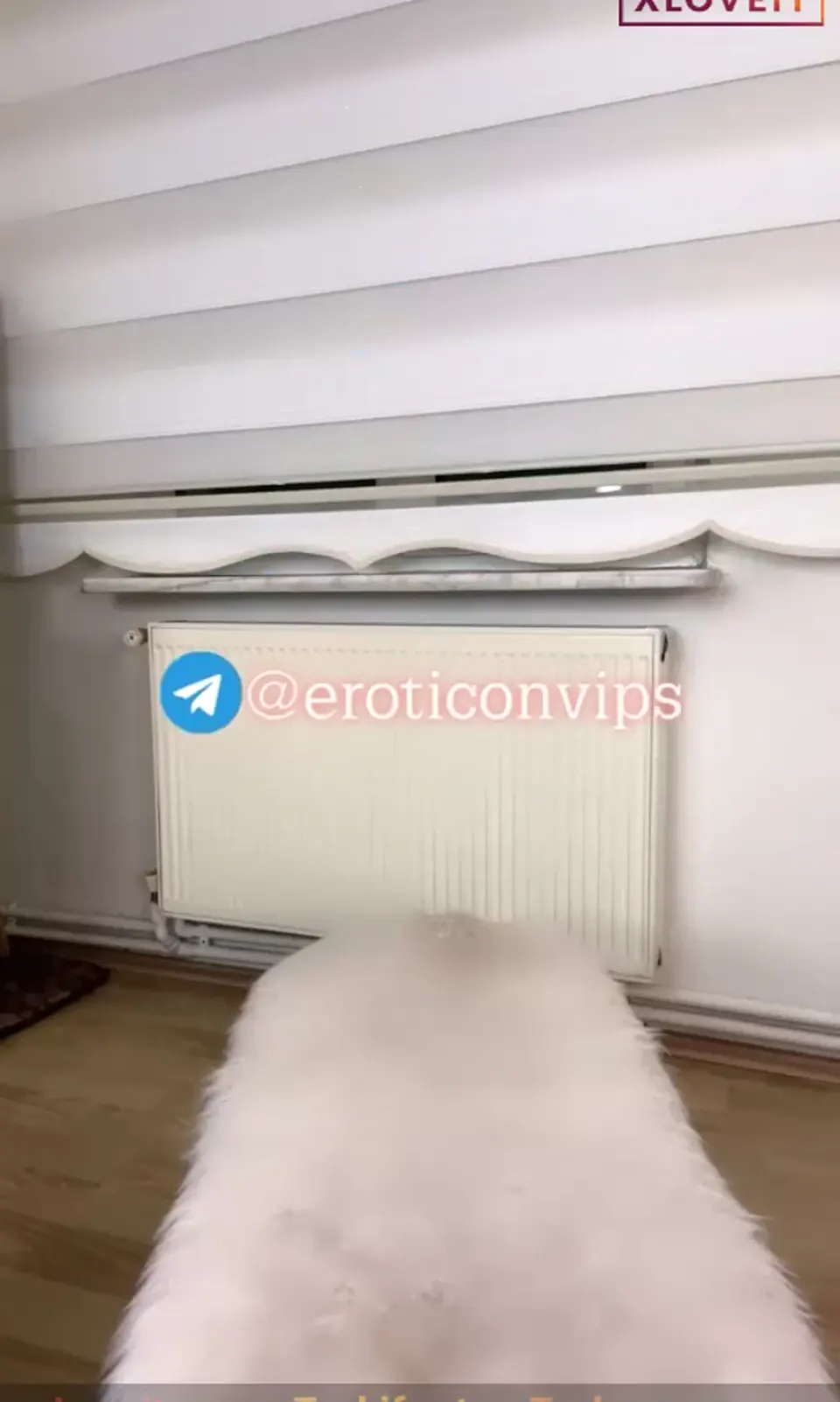 Puding ifşa Çürümüş amcıklı dildo show — Puding — Canlı Yayınlar